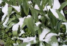 В Ряжске снег укрыл крыши домов, автомобилей, газоны и распустившиеся цветы