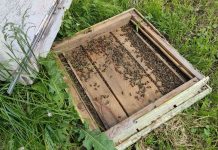 В Ряжском округе новый сезон для пчеловодов начался с массовой гибели пчел